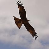 Ethiopia - 400 - Eagle